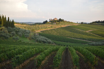 Lato w Toskanii. © Malika