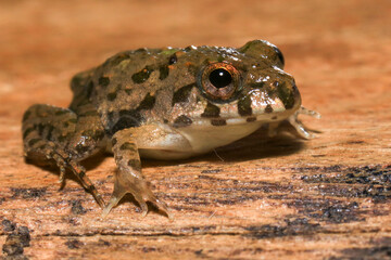 A close up of a frog sitting on a wooden surface. This amphibian has the scientific name Rana temporaria.