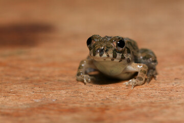 A close up of a frog sitting on a wooden surface. This amphibian has the scientific name Rana...