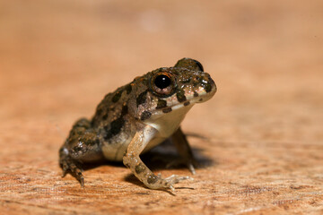 A close up of a frog sitting on a wooden surface. This amphibian has the scientific name Rana temporaria.