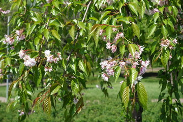 weeping branches of blossoming Kiku shidare sakura tree in mid May