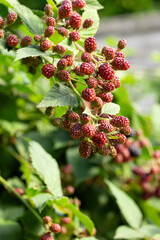 blackberry bush in the garden