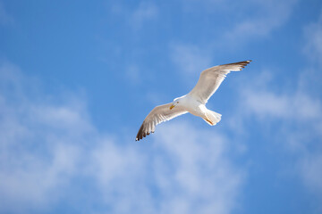 A seagull is gracefully soaring in a clear blue sky with a few scattered clouds on a sunny day, capturing the essence of freedom, peace, and nature in this serene view.