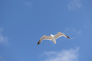 A seagull is gracefully soaring in a clear blue sky with a few scattered clouds on a sunny day, capturing the essence of freedom, peace, and nature in this serene view.