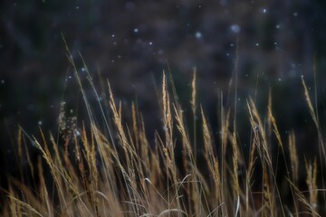 Obraz premium Harfa traw