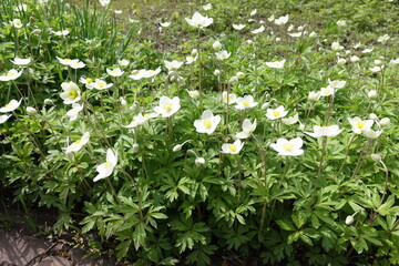 Buds and white flowers of Anemonoides sylvestris in May