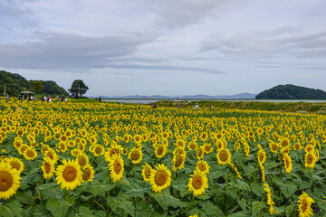 Summer view of sunflowers on the field with tourists at Nanjeong Sunflower Garden of Gyodong Island near Ganghwa-gun, Incheon, South Korea
