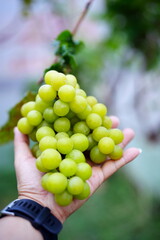 Close up of grapes bunch on hand