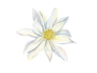 White Water Lily. Top view of Lotus flower. Delicate Indian Lotus or Sacred Lotus. Multi petaled flower head with yellow center. Watercolor illustration. For cosmetic design, ayurveda products