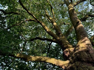 Obraz premium Tree with green leaves outdoors, low angle view