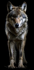 Obraz premium Portrait of Gray Wolf (Canis lupus) isolated on black background