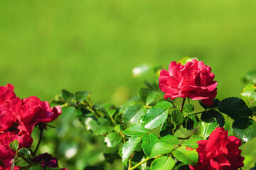 Obraz premium red roses in the garden