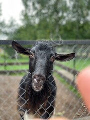 goat on the farm