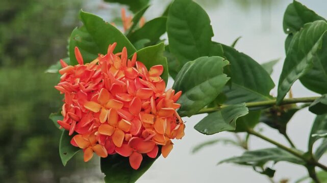 Close up of orange ixora flower.
