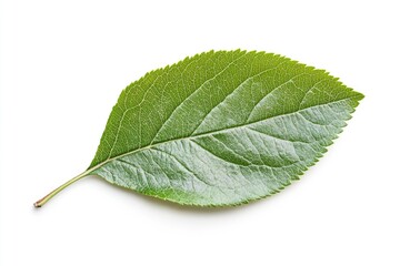 Apple Leaf, isolated on white background, full depth of field, ai