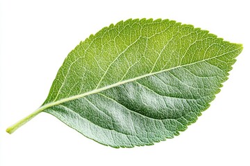 Fototapeta premium Apple Leaf, isolated on white background, full depth of field, ai