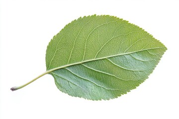 Apple Leaf, isolated on white background, full depth of field, ai
