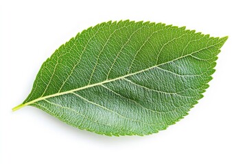 Obraz premium Apple Leaf, isolated on white background, full depth of field, ai