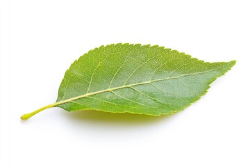 Apple Leaf, isolated on white background, full depth of field, ai