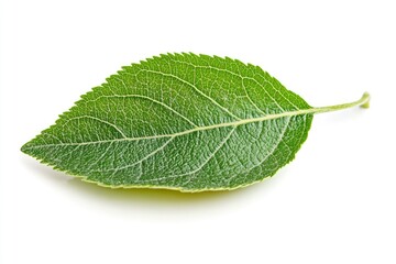 Apple Leaf, isolated on white background, full depth of field, ai