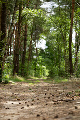 path in the forest