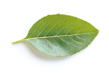 Obraz premium Apple Leaf, isolated on white background, full depth of field, ai