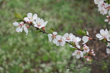 Closeup of white flowers of Prunus tomentosa with dew in April