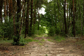 Fototapeta premium path in the forest