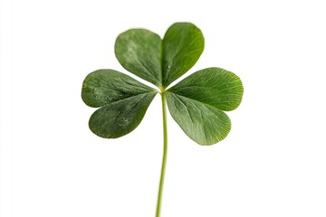 Clover isolated on white background, St. Patrick's Day symbol, full depth of field, ai