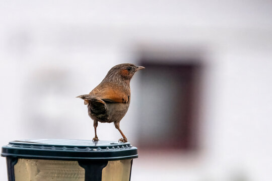 streaked laughingthrush or Trochalopteron lineatum in Mukteshwar, India