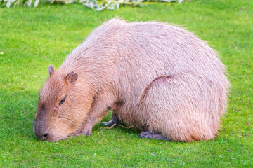 A large capybara lies on the green grass in the park