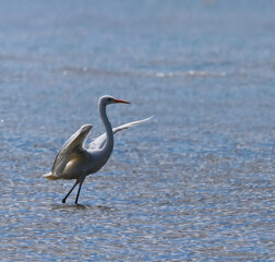 heron on the beach