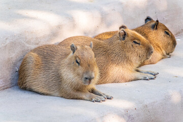 Three capybara in the park