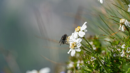 Eine Fliege saugt Nektar an einer Wildblume © cjhimself