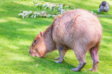 A large capybara walks on the green grass in the park