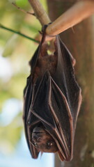 short nosed fruit bat (Cynopterus titthaecheilus) on a branch