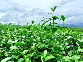 Top of Green tea leaf in the morning, tea plantation. Green tea bud and leaves, Green tea fresh leaves, Tea plantations, green tea plantation on the mountain