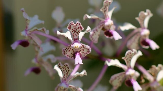 Exquisite Vanda Tricolor Orchids - Close-Up Macro Showcase