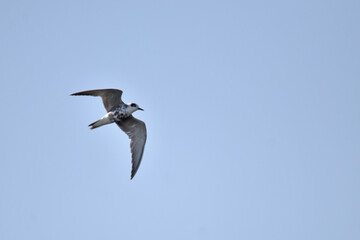 Black Tern Flying in the Sky