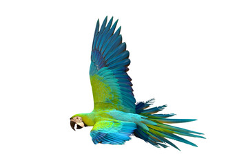 Colorful flying Buff Gold​ Macaw parrot isolated on transparent background png file