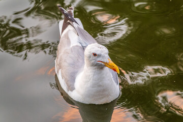 Seagull, The European herring gull, swims in the sea