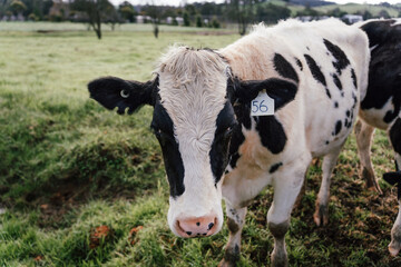 Australian cow in a farm paddock closeup