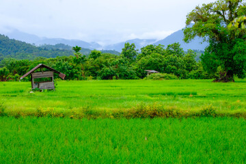 Image of calm greenery paddy field area at Alue Mie, Aceh Jaya, Aceh, Indonesia.