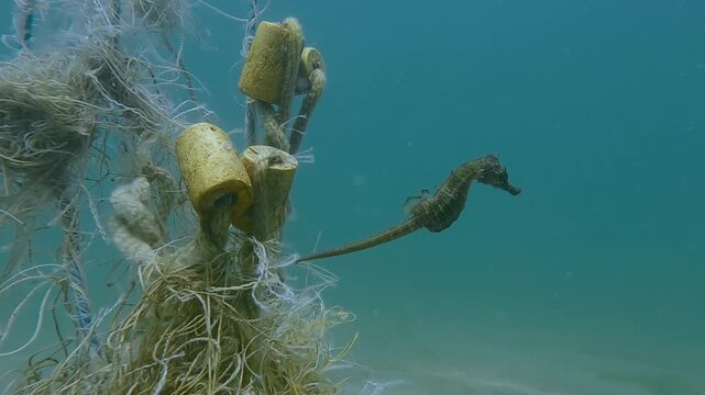 Seahorse swims away from a lost fishing net lying on the sea bottom, Slow motion. Sea horse floating away from gear that pollutes the Seas and Oceans