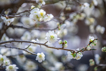 Spring view of white flowers on plum tree at Baekyangsa Temple of Yaksu-ri near Jangseong-gun, South Korea
