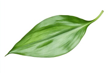 Lily of the valley Leaf, isolated on white background, full depth of field, ai