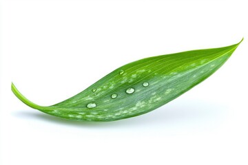 Fototapeta premium Lily of the valley Leaf, isolated on white background, full depth of field, ai