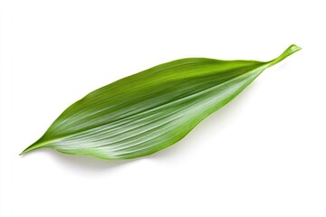 Lily of the valley Leaf, isolated on white background, full depth of field, ai
