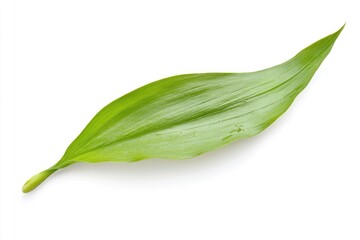 Lily of the valley Leaf, isolated on white background, full depth of field, ai