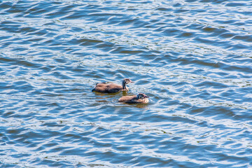 The waterfowl bird, great crested grebe with chick, swimming in the lake.